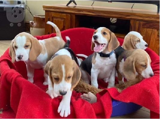 Εδώ παρουσιάζουμε τα υπέροχα κουτάβια Beagle μας έτοιμα να ξαναστήσουν,...